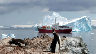 Emperor penguins perish as ice melts to new lows: study