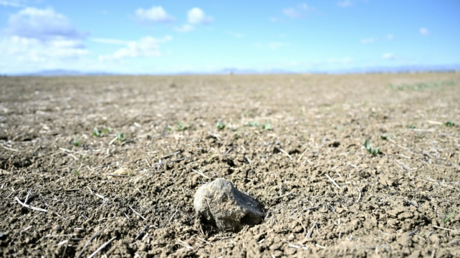 Oranges wither, cows go hungry in drought-hit Sicily