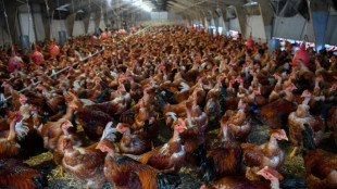 Calls for UK govt to allow bird flu vaccines for poultry