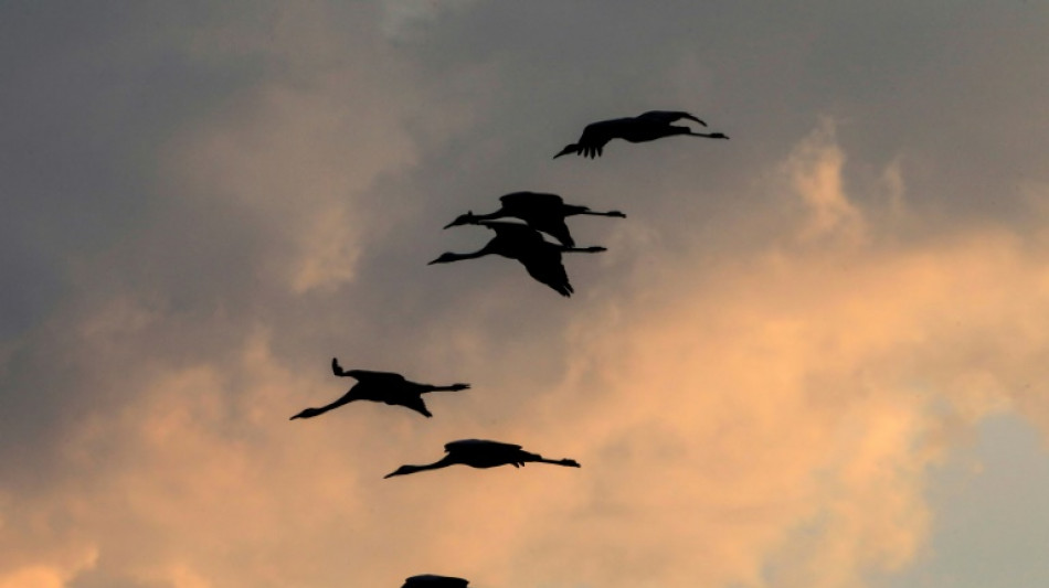 EU-Landwirtschaftsminister für Impfung von Geflügel gegen Vogelgrippe