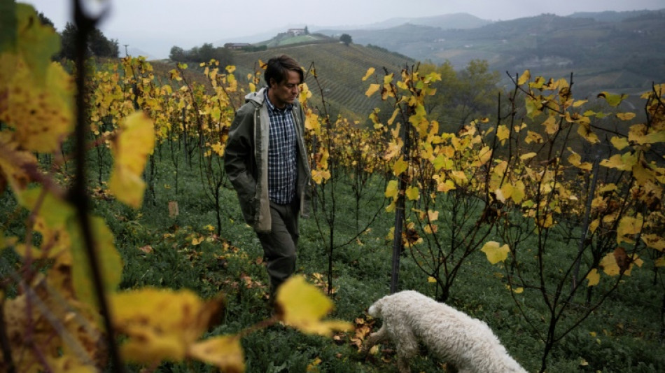 La truffe blanche, l'or d'Italie menacé par les ravages du climat