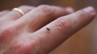 In Uruguay la dengue si combatterà con zanzare sterilizzate