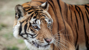 Fugitive tiger euthanised in South Africa after attacks