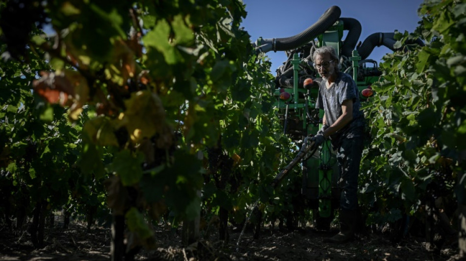 Las vendimias prematuras ponen a prueba al vino francés