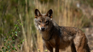 La Unión Europea aprueba un plan para reducir el estatus de protección del lobo