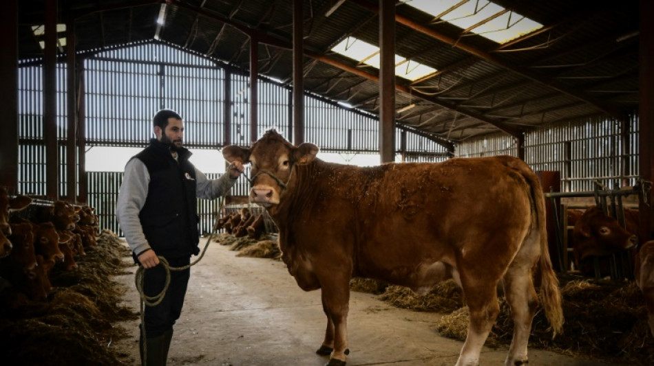 Oupette, beauté limousine, prend ses quartiers au Salon de l'agriculture