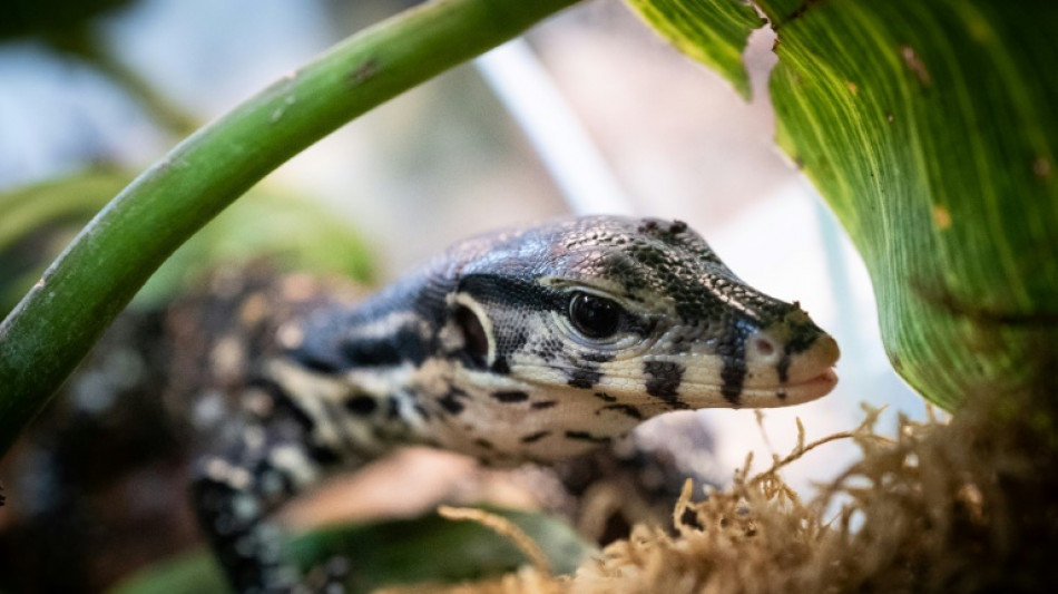 Phénomène rare: trois varans naissent sans fécondation dans le Lot