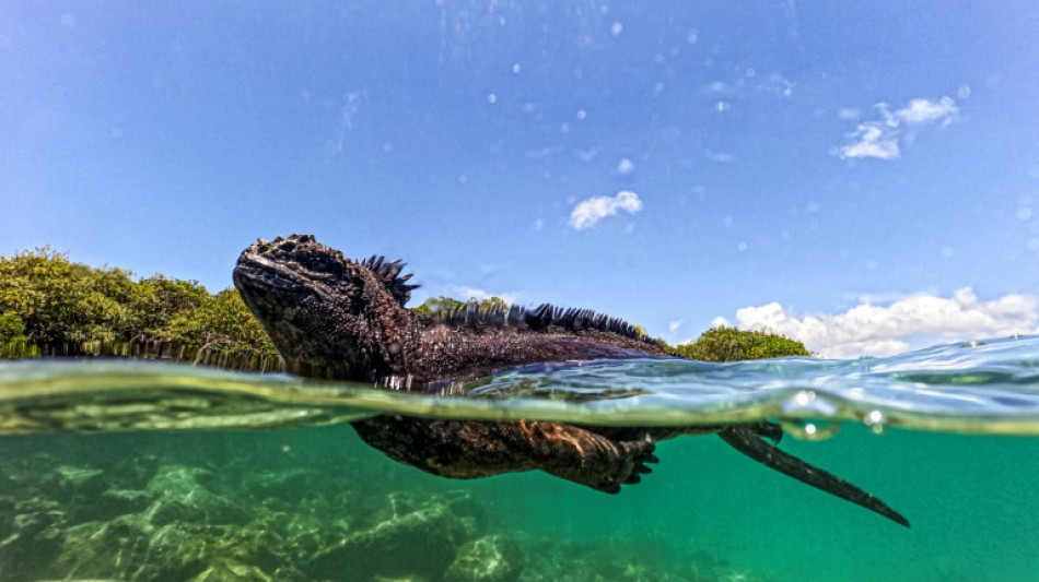 Darwin's Galapagos island species, protected yet still at risk