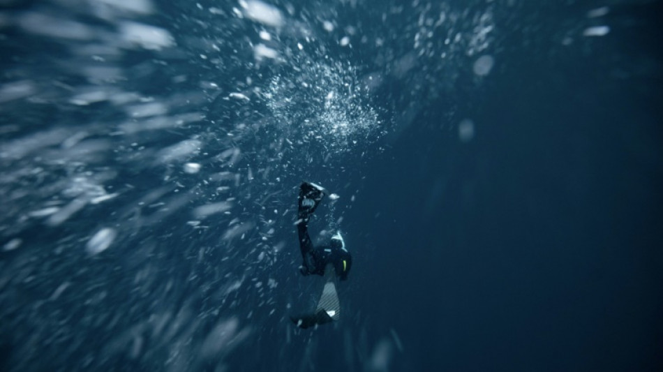 En las aguas heladas de Noruega, el apneísta Guérin-Boëri baila con las orcas