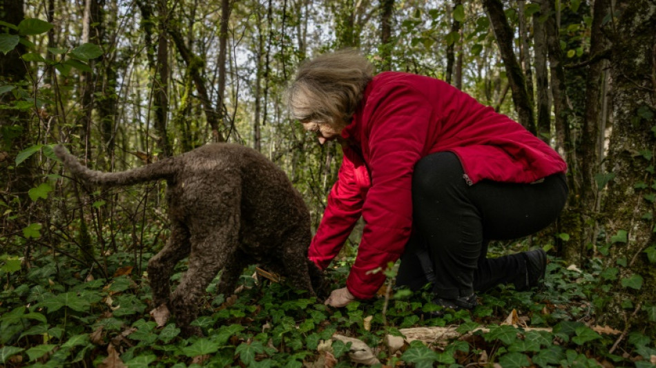 Dérèglement climatique: la truffe de Bourgogne en péril