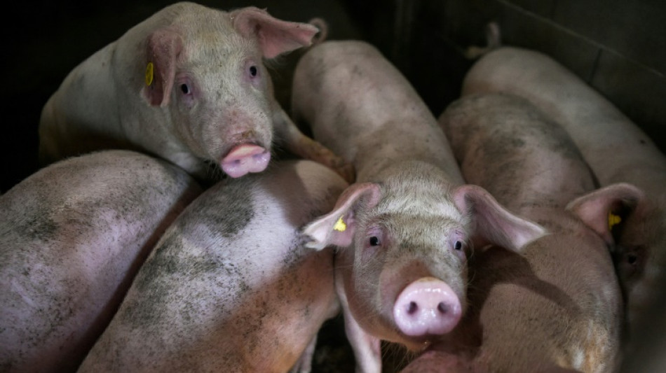 Royaume-Uni: un cas de grippe porcine détecté chez un humain