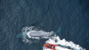 Blue whales eat 10 million pieces of microplastic a day: study