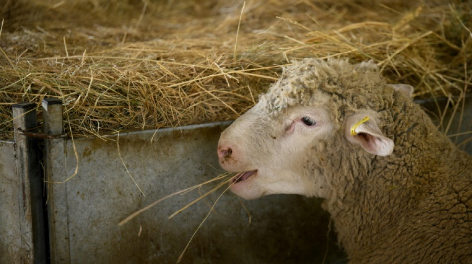 Inquiétude après la détection en France d'un nouveau type de fièvre catarrhale ovine