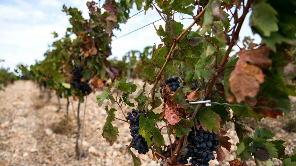 Wetterextreme weltweit führen zur schlechtesten Weinernte seit über 60 Jahren