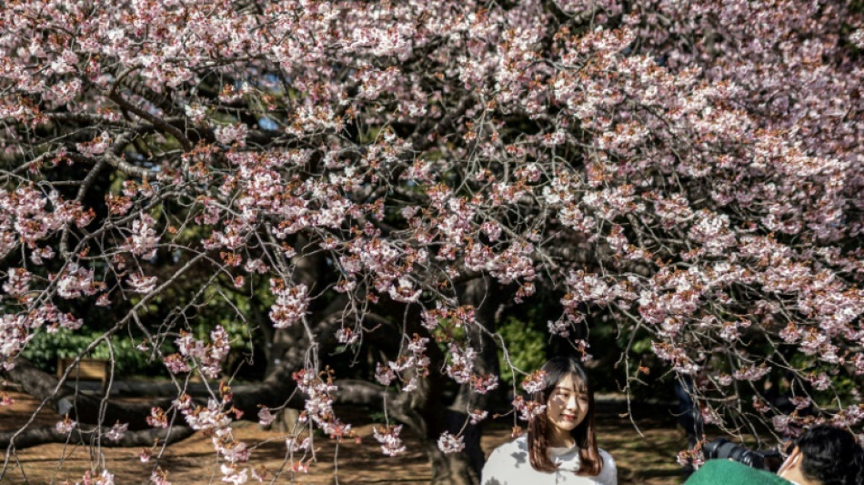 Cerezos en flor de Tokio tienen nuevo récord de inicio temprano