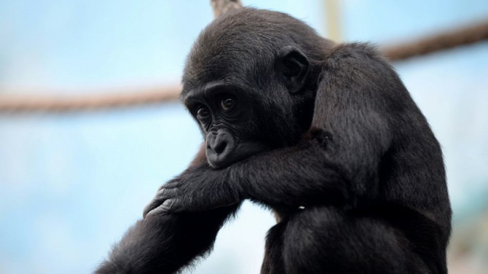 Les jeunes grands singes peuvent s'avérer taquins