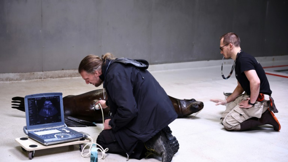 "Le petit est déjà grand!": l'otarie Nora passe sa 3e échographie au zoo de Vincennes