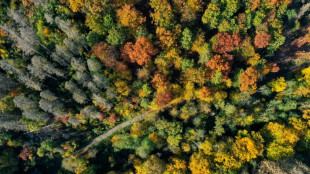 Özdemir warnt vor Lagerfeuern und Rauchen im Wald