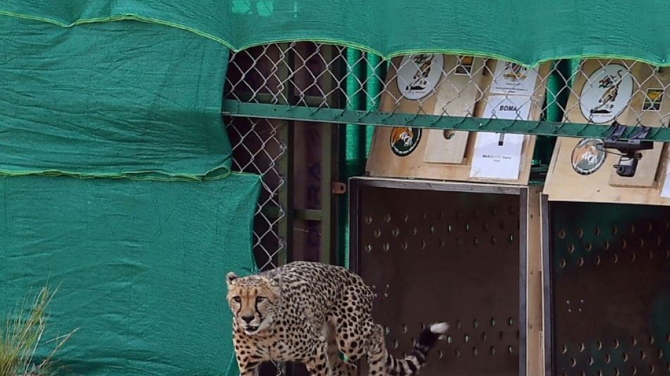 Mort d'un guépard en Inde, le deuxième d'un groupe venu d'Afrique