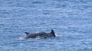 Istanbul, 16 millions d'habitants et au milieu, les dauphins