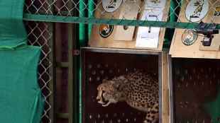 Top Indian wildlife official removed after 8 cheetahs die