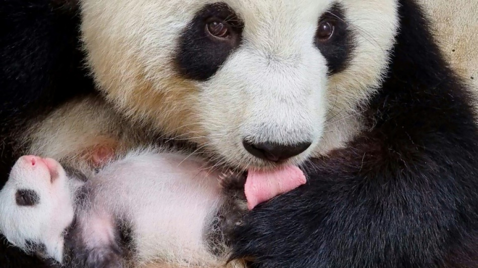 Pandazwillinge in Berliner Zoo haben ihr Gewicht verzehnfacht