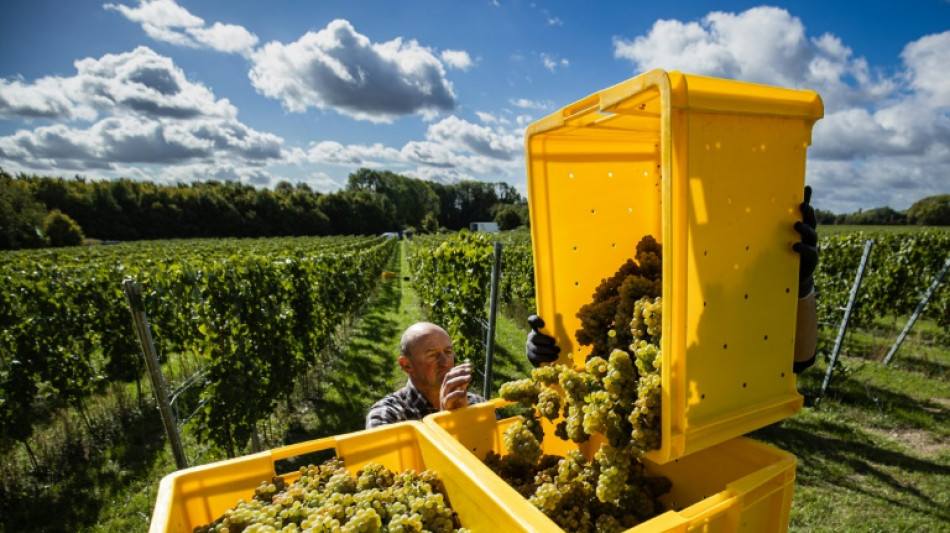 Avec le changement climatique, le chardonnay prend racine dans les Hauts-de-France