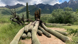 Giant 200-year-old cactus toppled by heavy rain in US