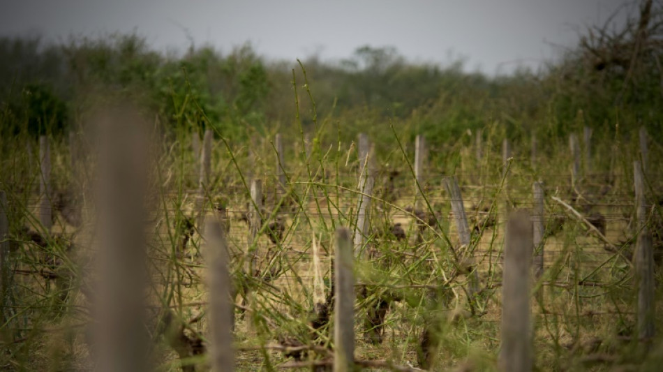 Pour les vignerons français, un millésime 2024 éprouvant 