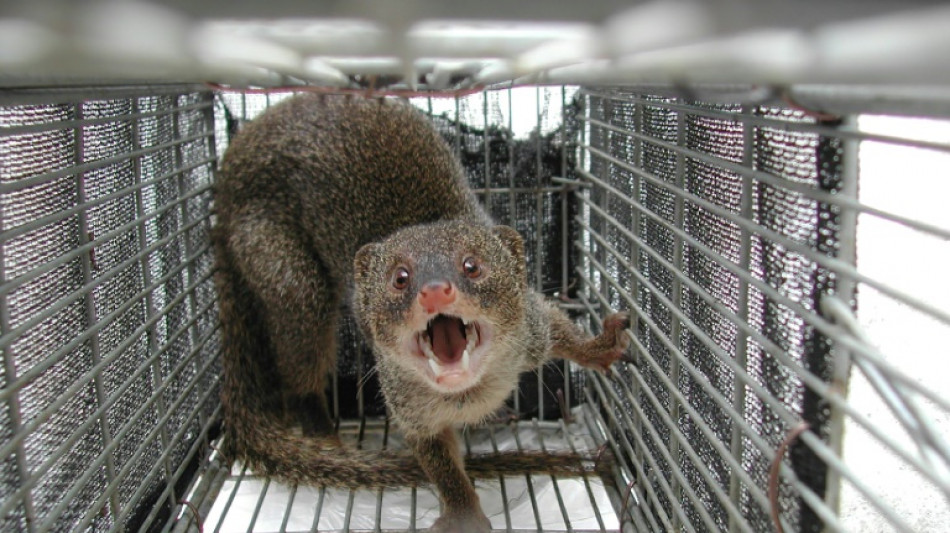 Japanese island eradicates rabbit-killing mongoose