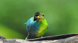 Mitad macho, mitad hembra: el extraño pájaro avistado en Colombia