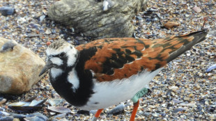 "2TK", cet oiseau migrateur qui aime passer l'été à Punta del Este