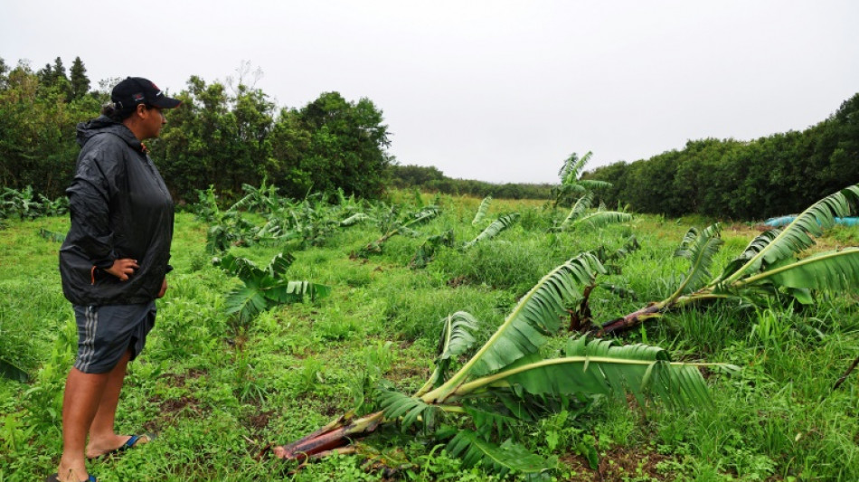 A La Réunion, l'agriculture dévastée après le passage du cyclone Belal