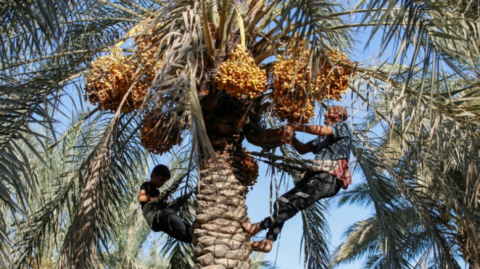 Iraqi date farmers fight drought to protect national treasure