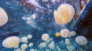 Année de la méduse sur les côtes vénézuéliennes, inquiétude pour les pêcheurs