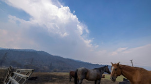 Horses part of Native American life earlier than thought: study