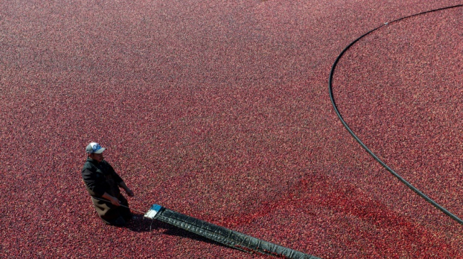 Cranberry farmers fight climate change to protect Thanksgiving staple