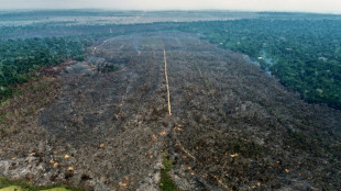 Arson turns Amazon reforestation project to ashes