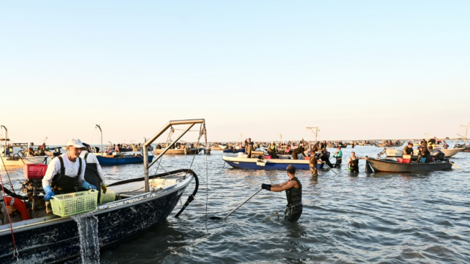 Italy's clam farmers fear blue crab 'invasion'