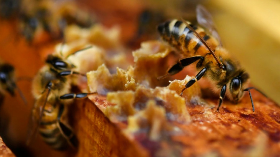 En 2022, abeilles et production de miel ont souffert du changement climatique