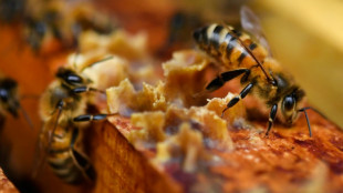 En 2022, abeilles et production de miel ont souffert du changement climatique