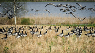 Calentamiento climático enfrenta a gansos salvajes con agricultores en Finlandia