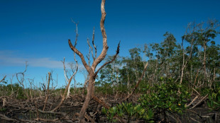 La mitad de los ecosistemas de manglares están en riesgo, según un estudio