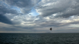 Mexico says mass bird die-off 'most probably' due to Pacific warming