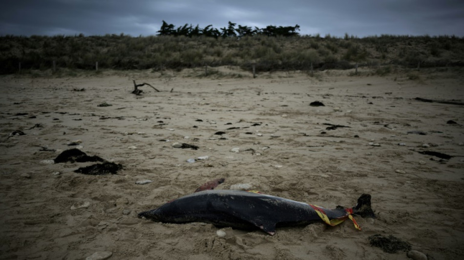 Le Conseil d'Etat ordonne des zones d'interdiction de pêche pour protéger les dauphins