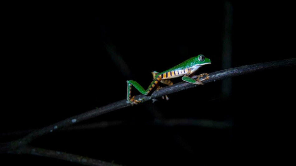 Ranas endémicas son principal atracción en cordillera Escalera en Perú