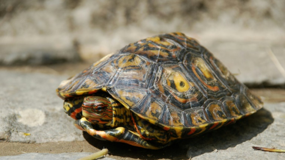 Recordings show some 'mute' animals communicate vocally: study