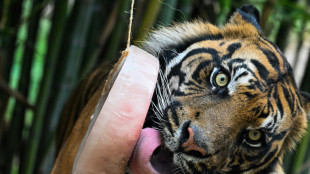 Au zoo de Rome, des glaces pour aider les animaux face à la canicule