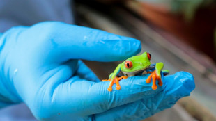 Long hop from Nicaragua to US for frogs and spiders sold as 'pets'