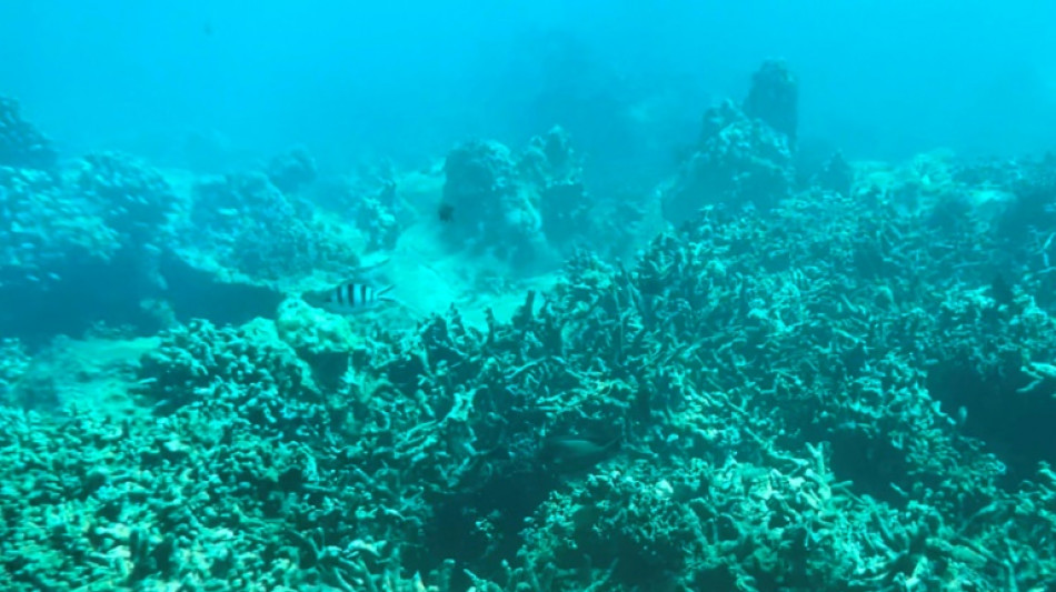 Vietnam halts scuba diving off popular island to protect coral